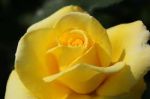 La rosa