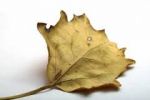 Come foglia d�autunno