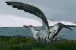 L�ultimo volo