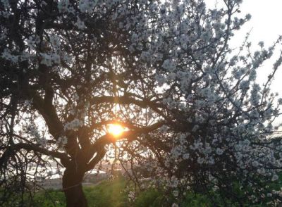 Il mandorlo