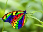 Una bellissima farfalla