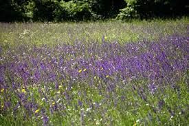 Di Viole e d'Amore