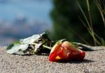 L'amore dimenticato