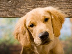 Un cane, un uomo