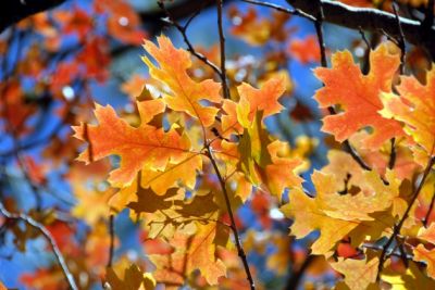 Un nuovo autunno