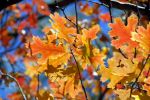 Un nuovo autunno