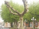 Sotto i platani