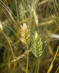 Germe di vita