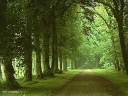 Le querce