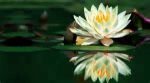 Fior di loto