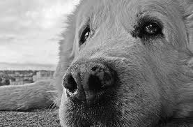 Baloo