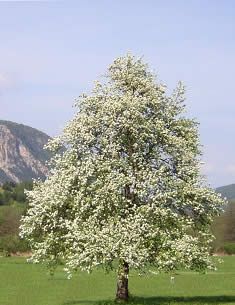Il melo