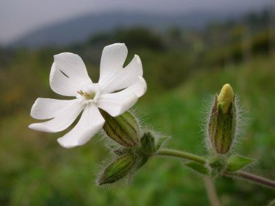 Alba Silene