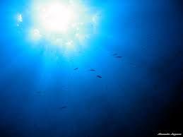 C'� un usignolo in fondo al mare