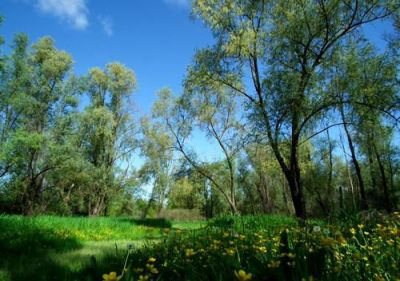 Sorge l'acqua, � terra fertile