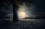 Come le stelle
