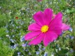 Chieder� a quel fiore