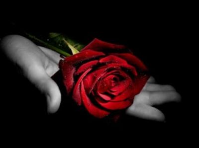Ho scelto la rosa
