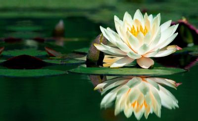 Fiore di loto
