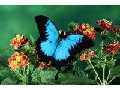 Come una farfalla