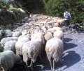 Lu pastureddu