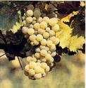 Aspettiamo la vendemmia