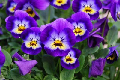 Le viole