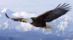L�aquila reale