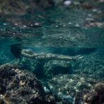 Acqua