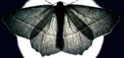 Falena