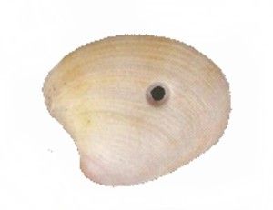 Fori