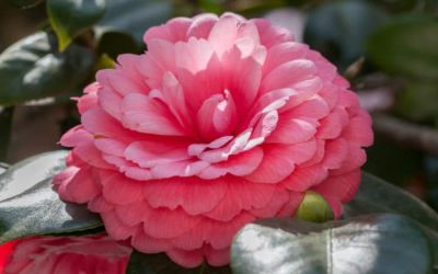 Una rosa nel deserto