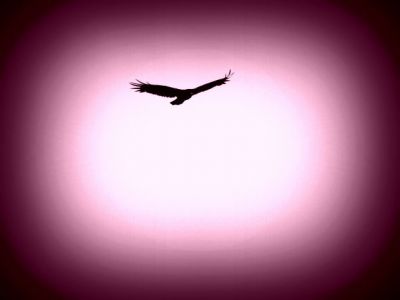 Chi voler� pi� in alto