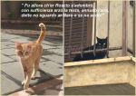 Vita da gatti!