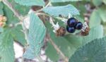 Piccolo frutto di rovo