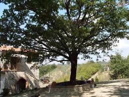 Quella quercia