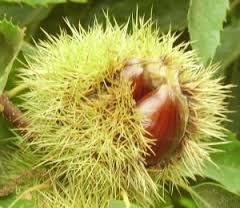 Riccio d�autunno