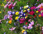 Fiori di campo (DUE NOVEMBRE)