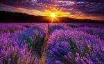 Il guardiano di lavanda