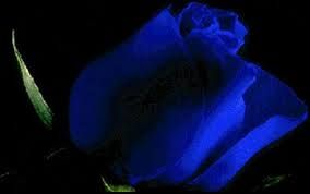 Blue spleen