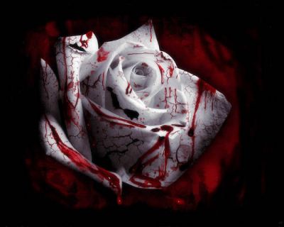 La rosa che spir� tra le mie dita