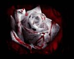 La rosa che spir� tra le mie dita