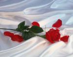 In un'alcova di rose