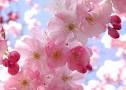 Ser� la Primavera
