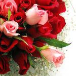 Rosa Tu  