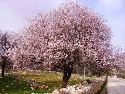 Primavera
