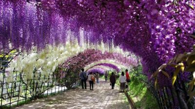 Nel mio giardino � primavera!