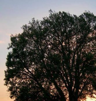 Sarà stato il tramonto
