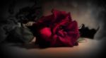 Rosa d�autunno