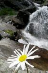 Forte come una roccia